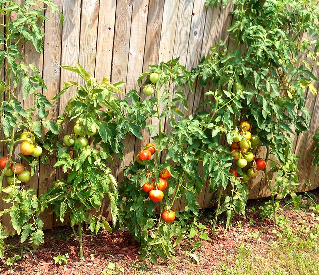 tomato_petworth_popville_contest