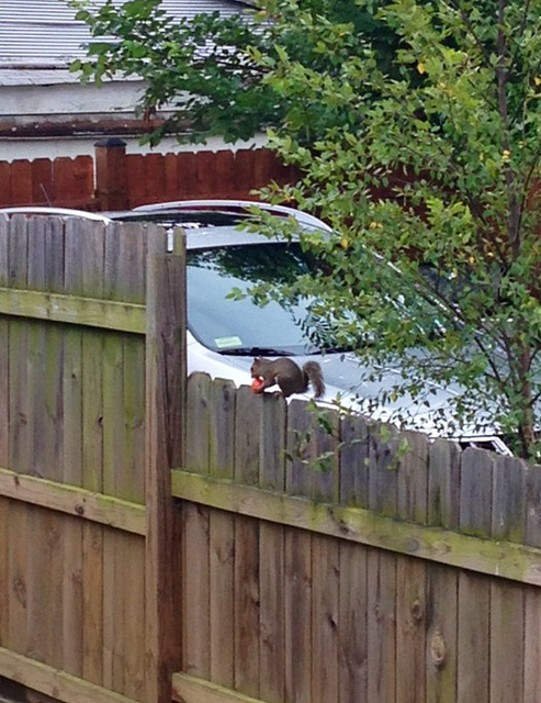 tomato_squirrel_popville_contest