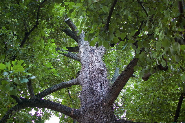 tree