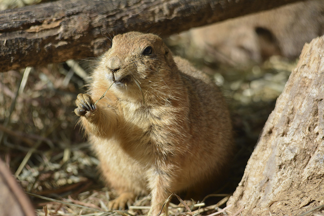 10003611285_fd5efb6d8a_z