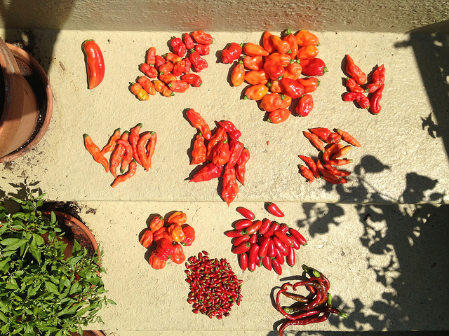 Pepper_contest
