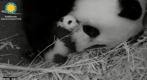 baby_panda_dc