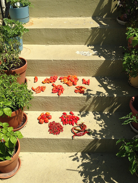 pepper_popville