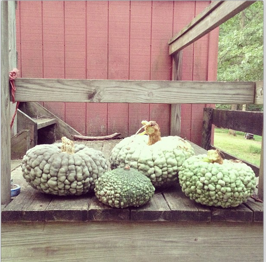 squash_From our slightly out of the city garden