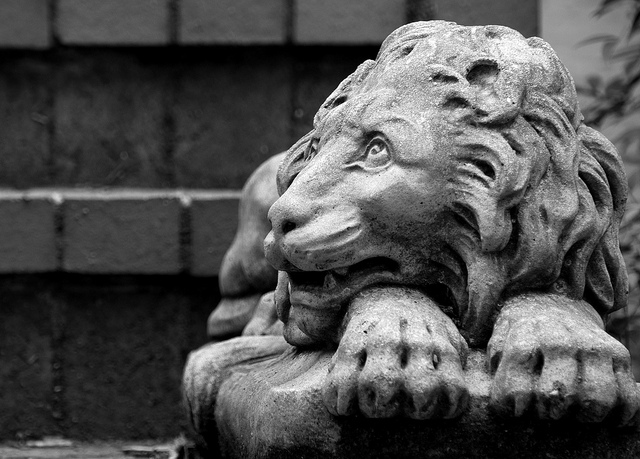 mountain_lions_washington_dc