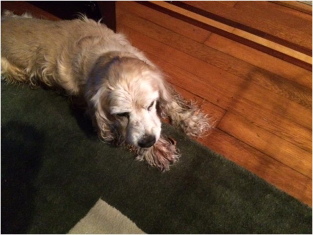 Lost Dog