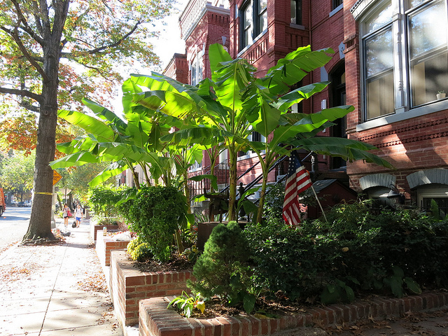 bull_and_banana_plants_15th