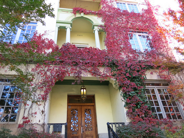 house_vines_popville