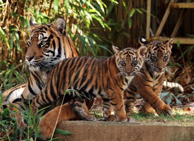 tiger_cubs_dc