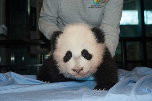 Bao Bao 12/13/2013