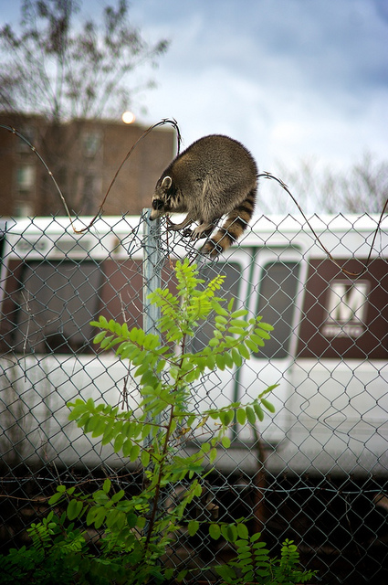 rabid_raccoon_shot_takoma_park
