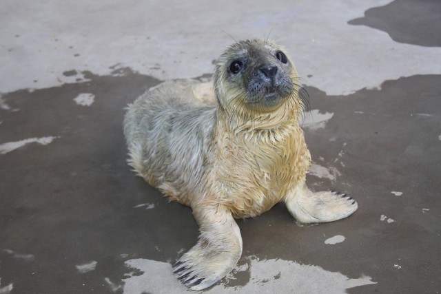 baby_seal