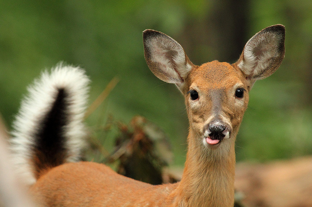 deer_sharpshooters_dc