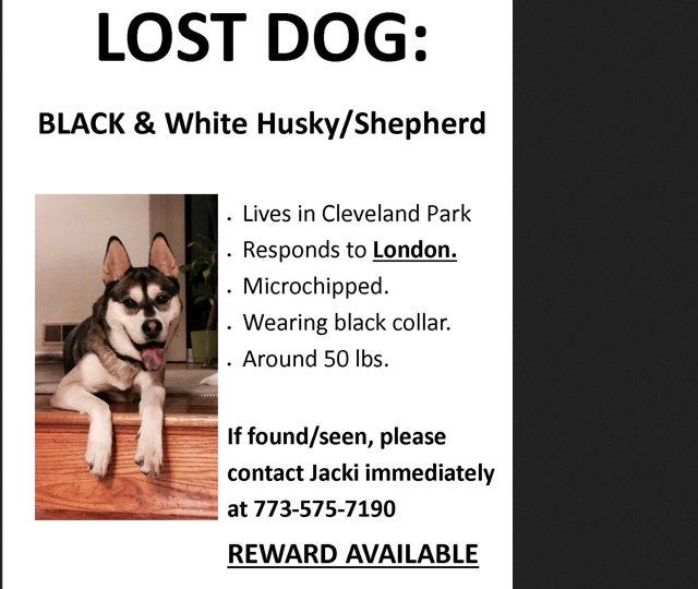 lost_dog