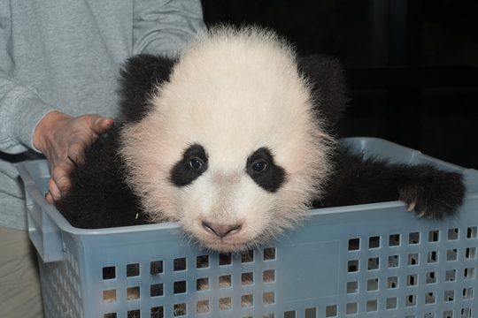 panda_bao_bao