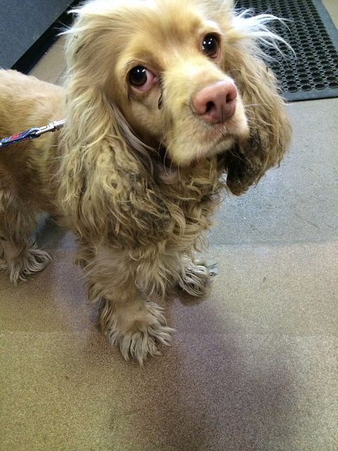 13335848733_6a0a5e5fa7_z