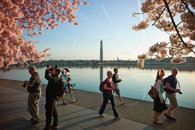 cherry_blossom_peak_bloom_dc