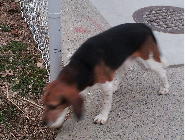 lost_beagle