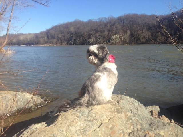 Missing Dog named Maybe