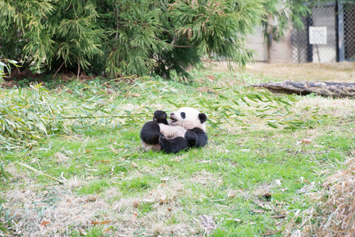 Bao Bao Outside 4/2/14