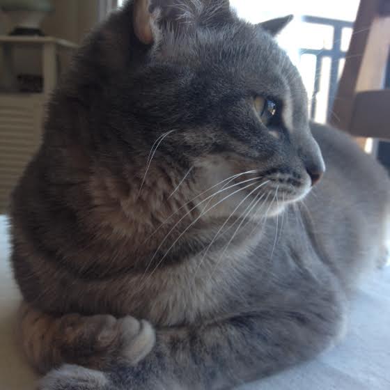 adopt_cat