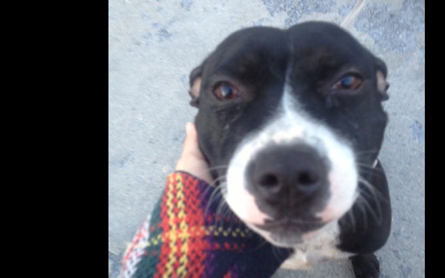 dog_found
