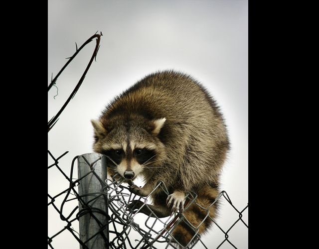 rabid_raccoons_dc