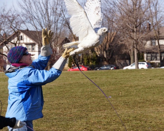 snowy_owl_test_flight