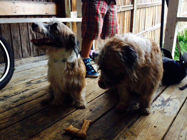 10418358_10203218570640372_3603667095407995597_n