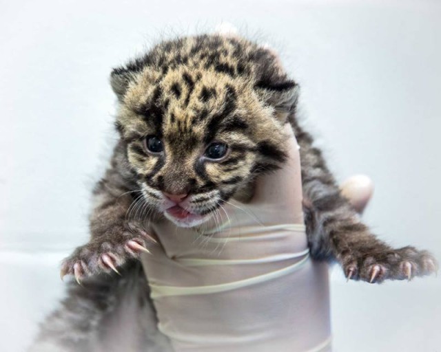 cub_zoo.png