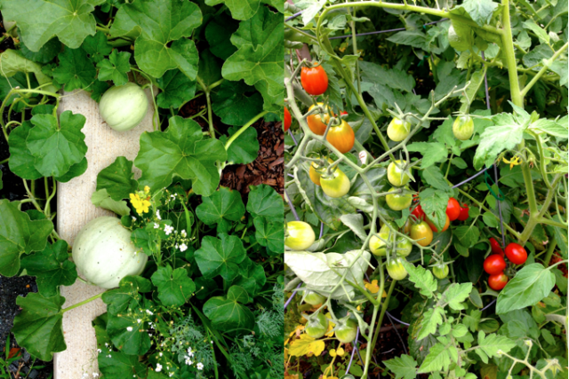 garden_haul_columbia_heights
