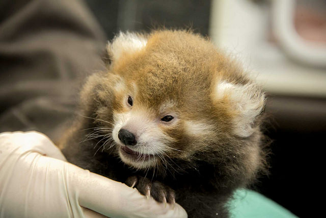 baby_red_panda_national_zoo