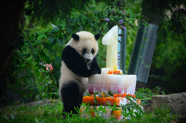 bao_bao_birthday