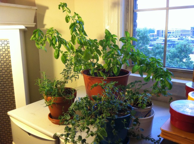 garden_haul_uStreet