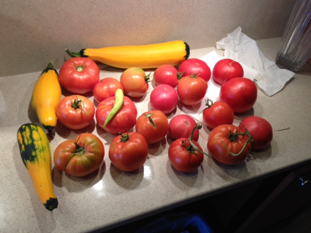 tomato photo