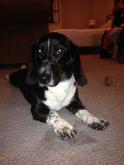 15128075888_983fac6369_z