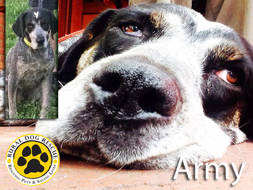 Army - Rural Dog