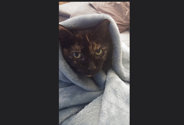 cat