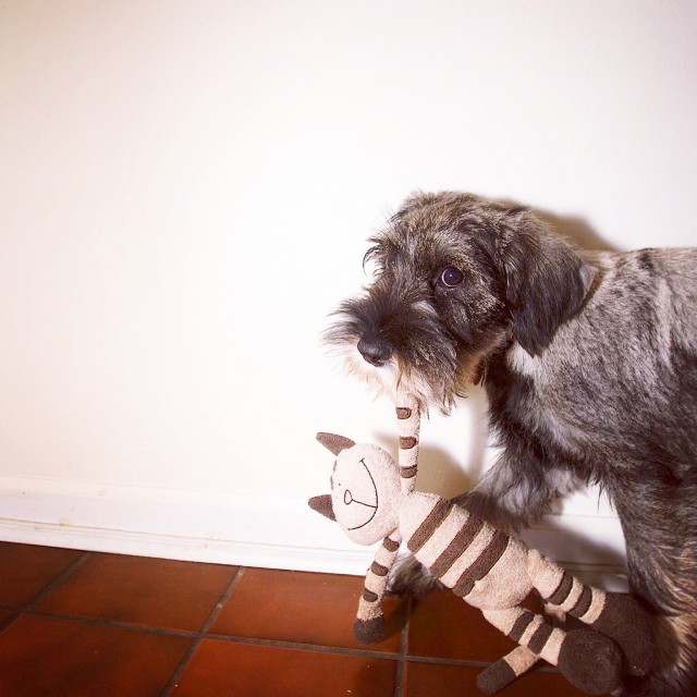 fritz