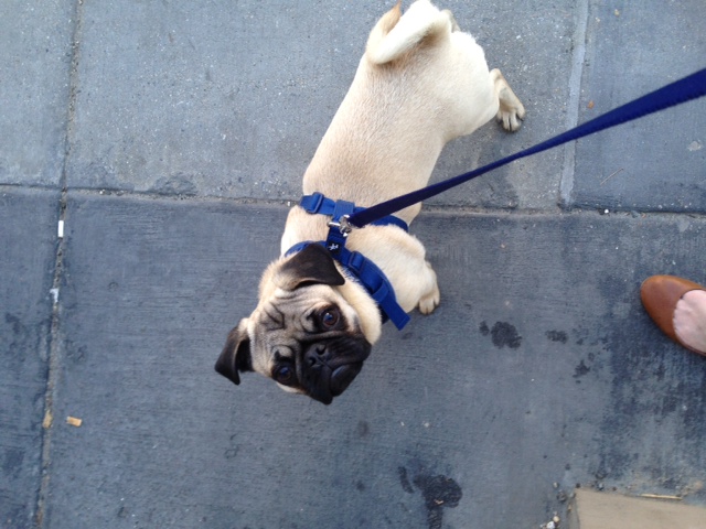 louie