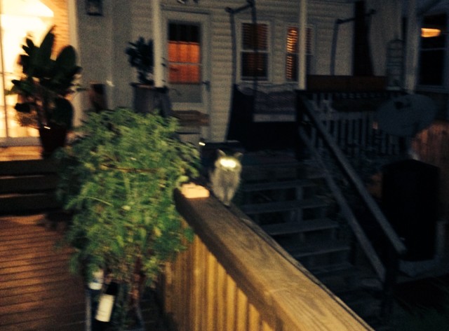 raccoon