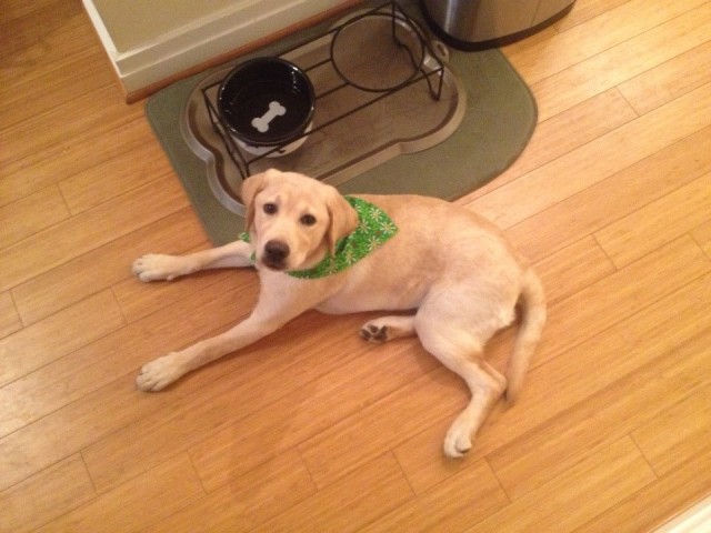 Nola after her bath