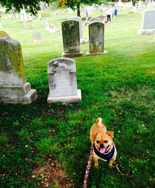Pugsley_Congressional Cemetery Day of the Dog 1