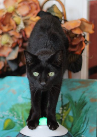 Angel - Tails High