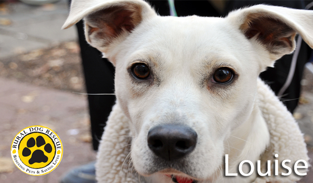 Louise - Rural Dog