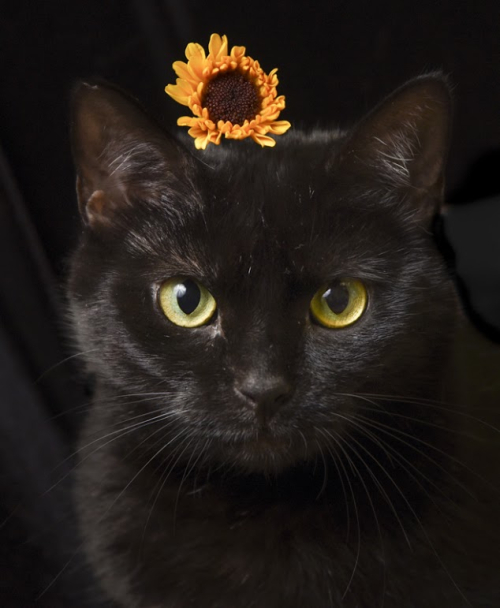 Nicole-Kitmom-Wash Humane
