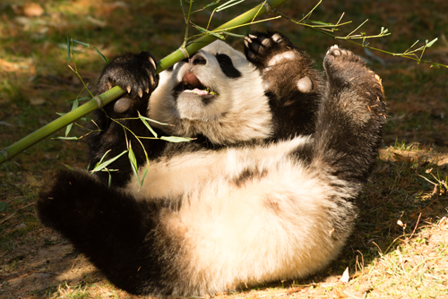 Bao Bao