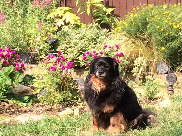 mojo