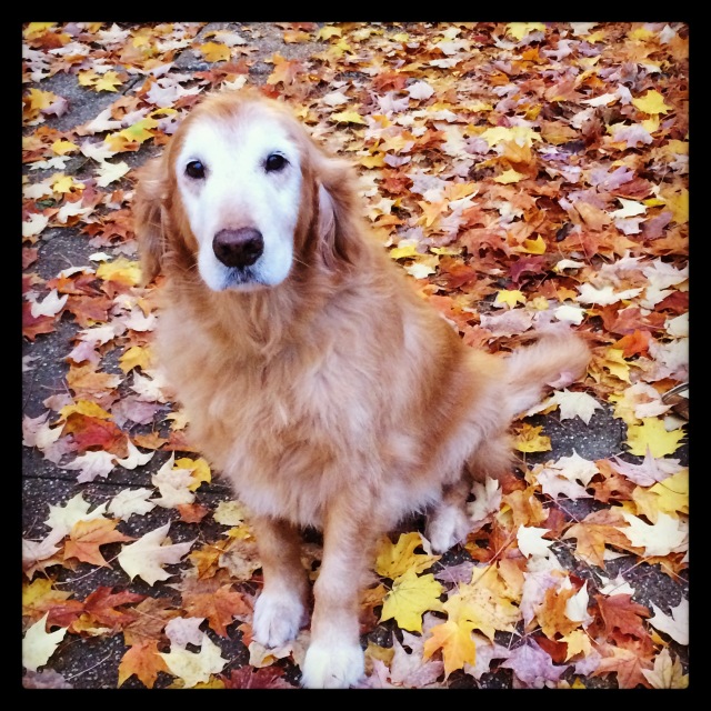 Roscoe in the leaves