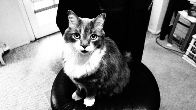 benny